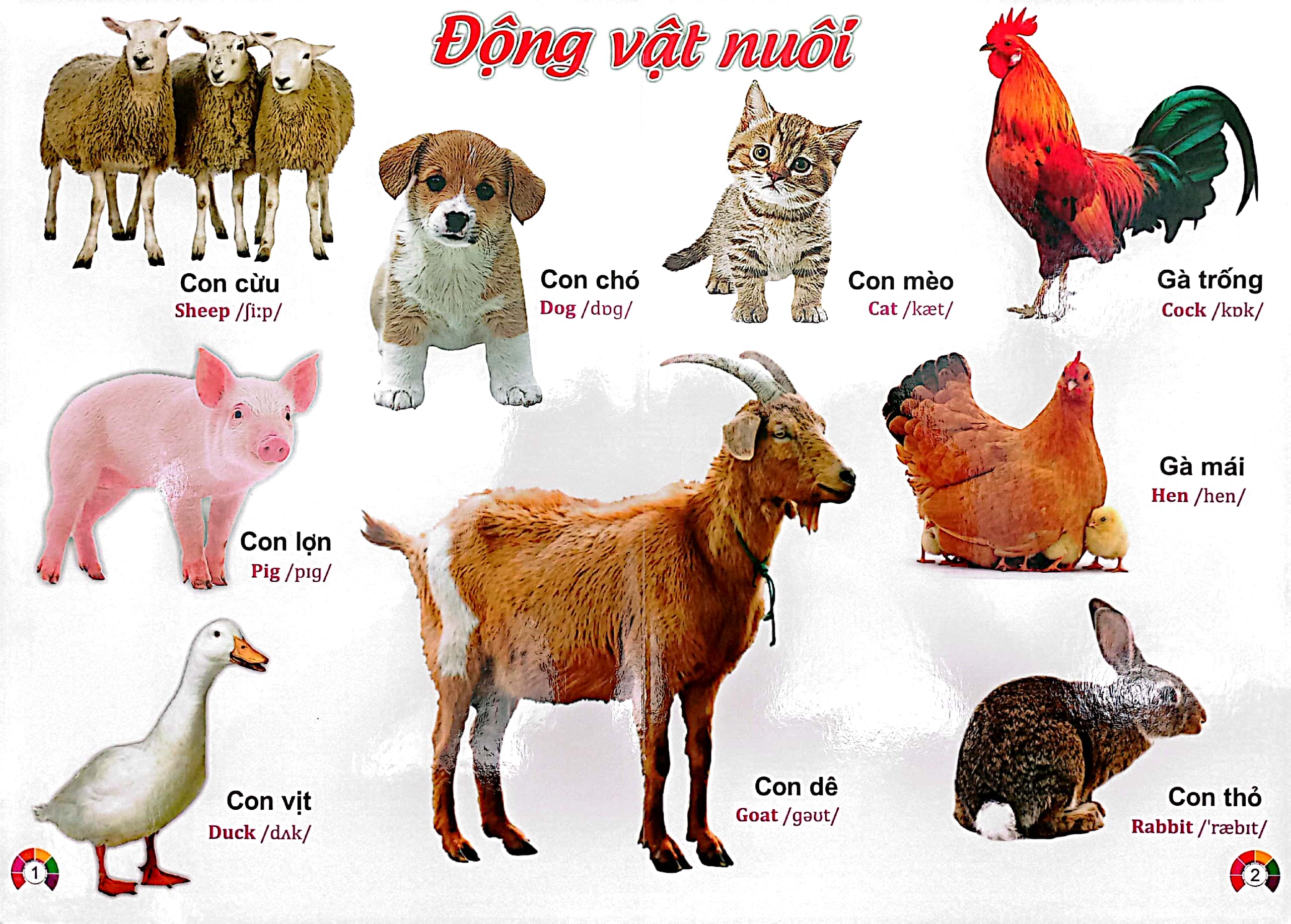 từ điển bằng tranh động vật - song ngữ việt - anh - bìa cứng (có phiên âm) - Ảnh 3