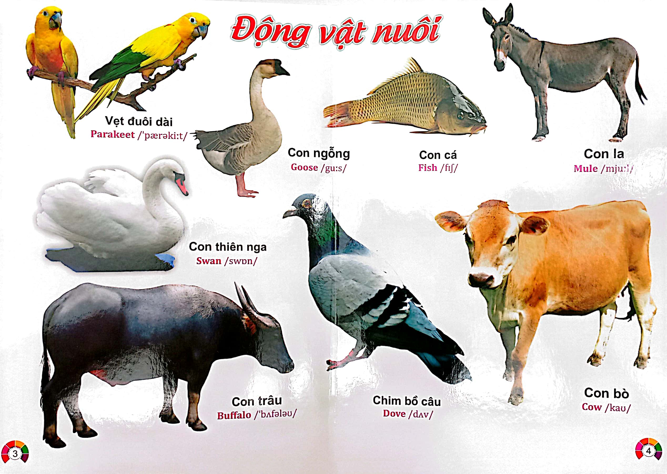 từ điển bằng tranh động vật - song ngữ việt - anh - bìa cứng (có phiên âm) - Ảnh 4