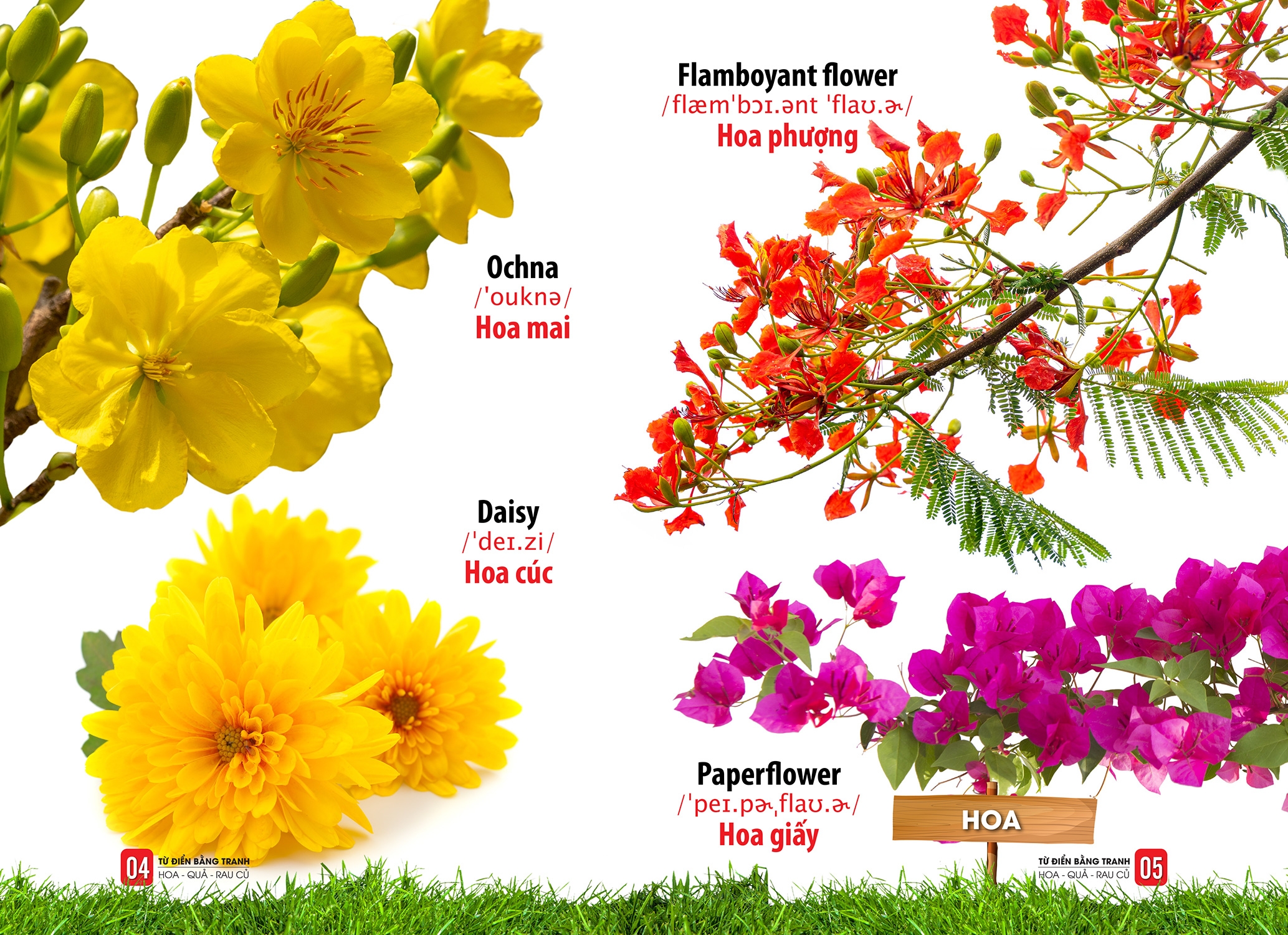 từ điển bằng tranh - hoa, quả, rau củ - Ảnh 3