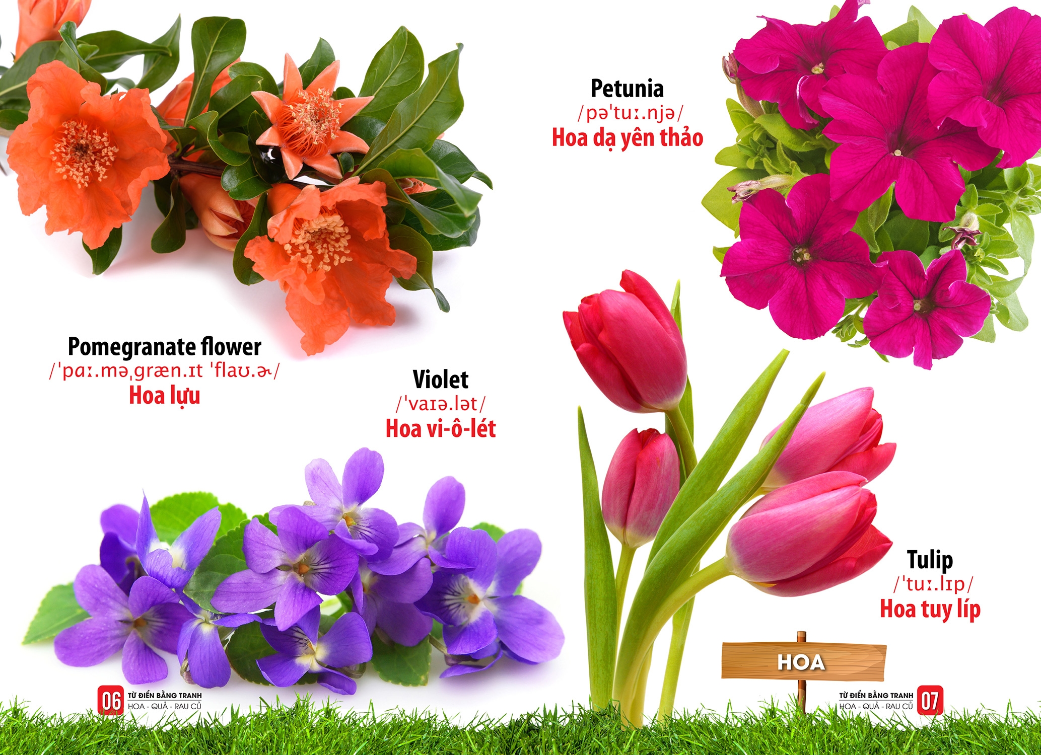 từ điển bằng tranh - hoa, quả, rau củ - Ảnh 4