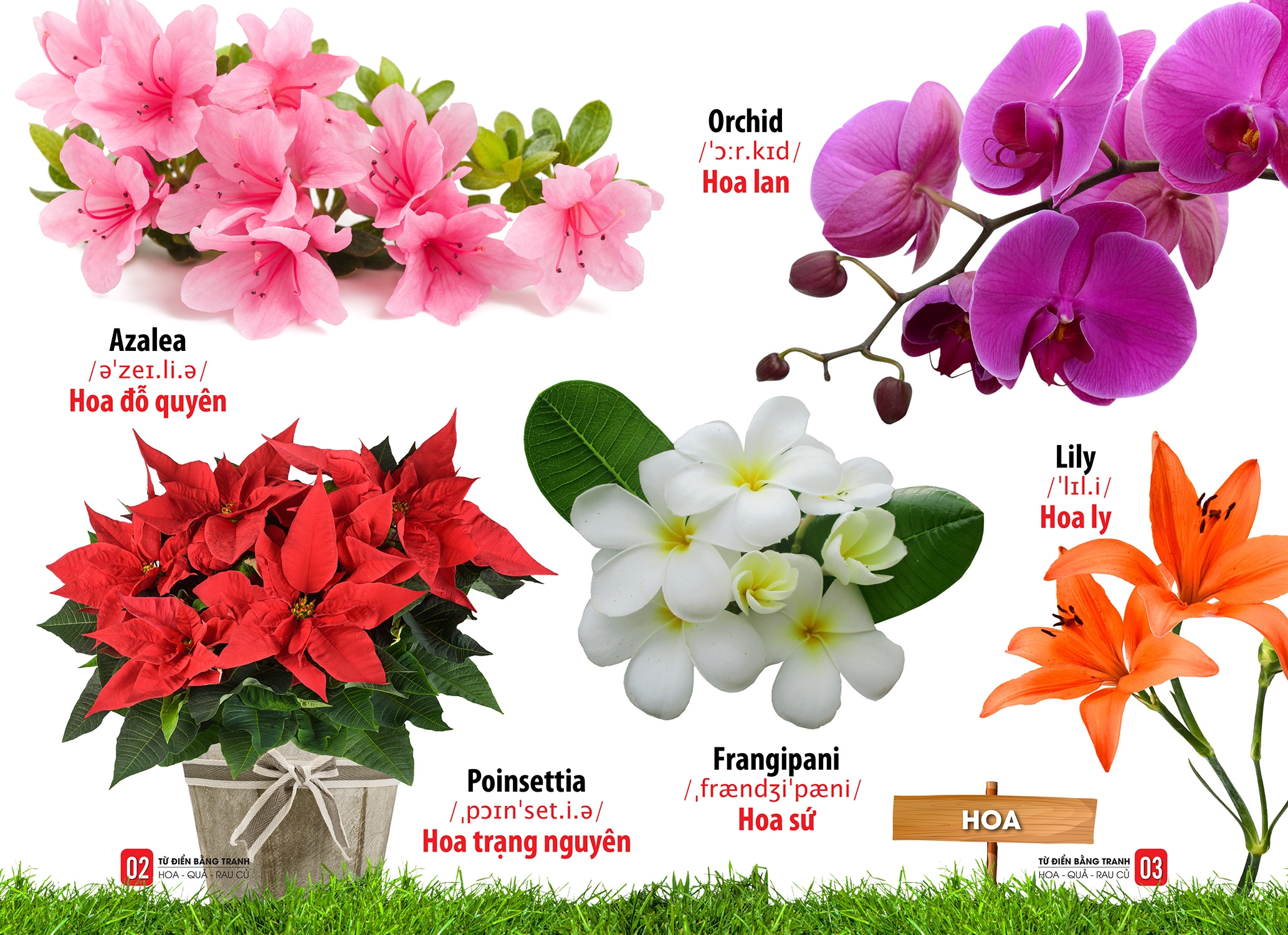 từ điển bằng tranh - hoa, quả, rau củ - Ảnh 5