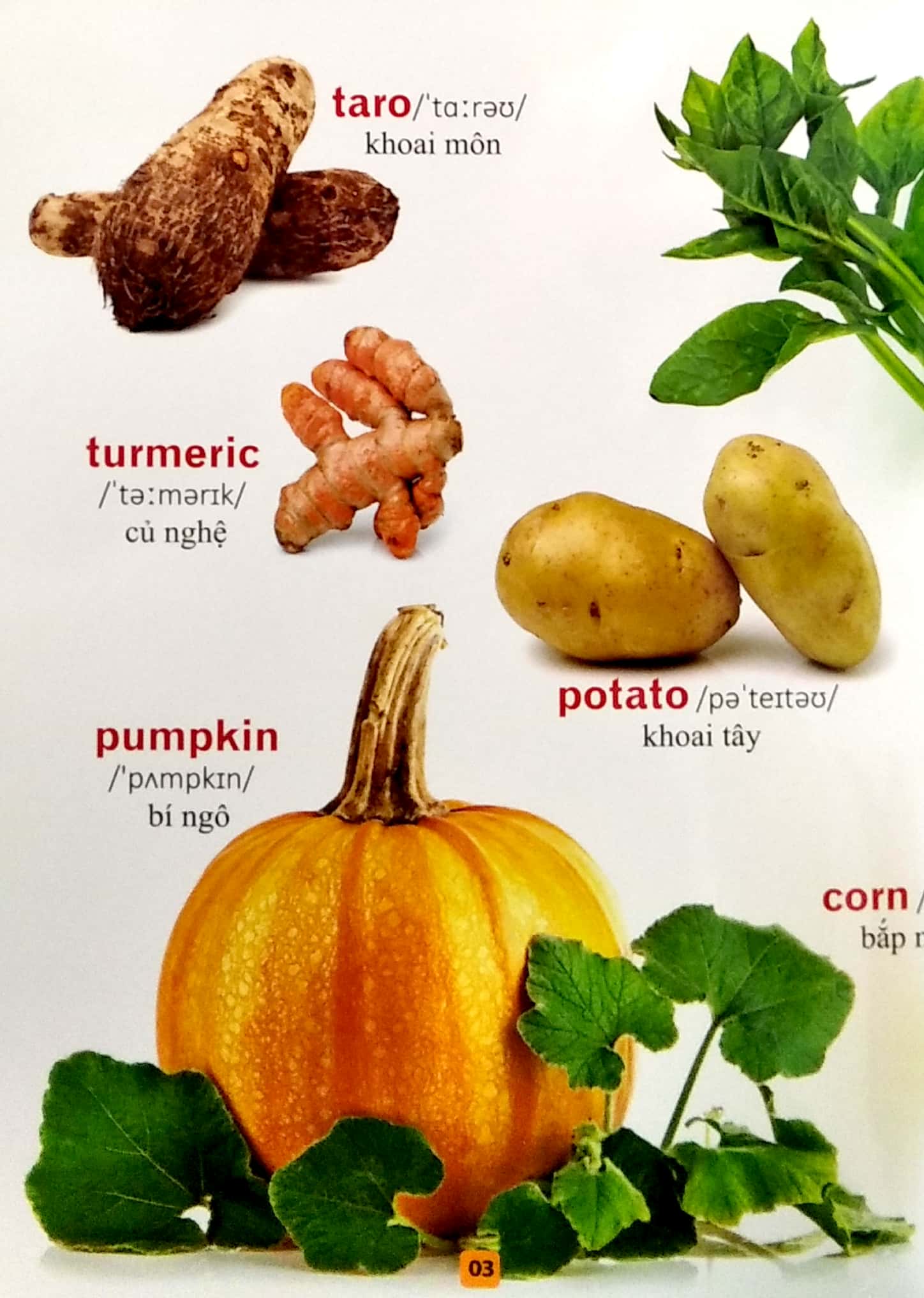 từ điển bằng tranh - rau củ quả (tái bản 2023) - Ảnh 5