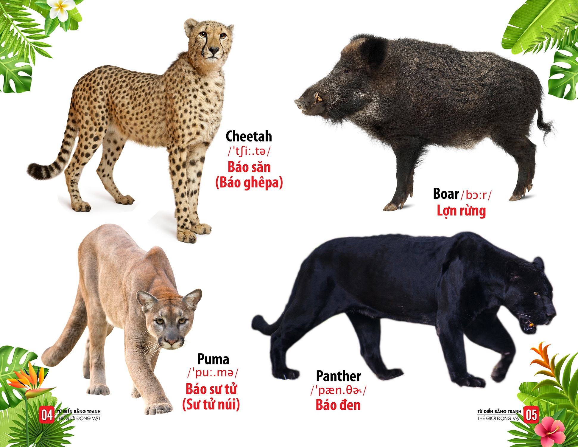 từ điển bằng tranh - thế giới động vật - Ảnh 3