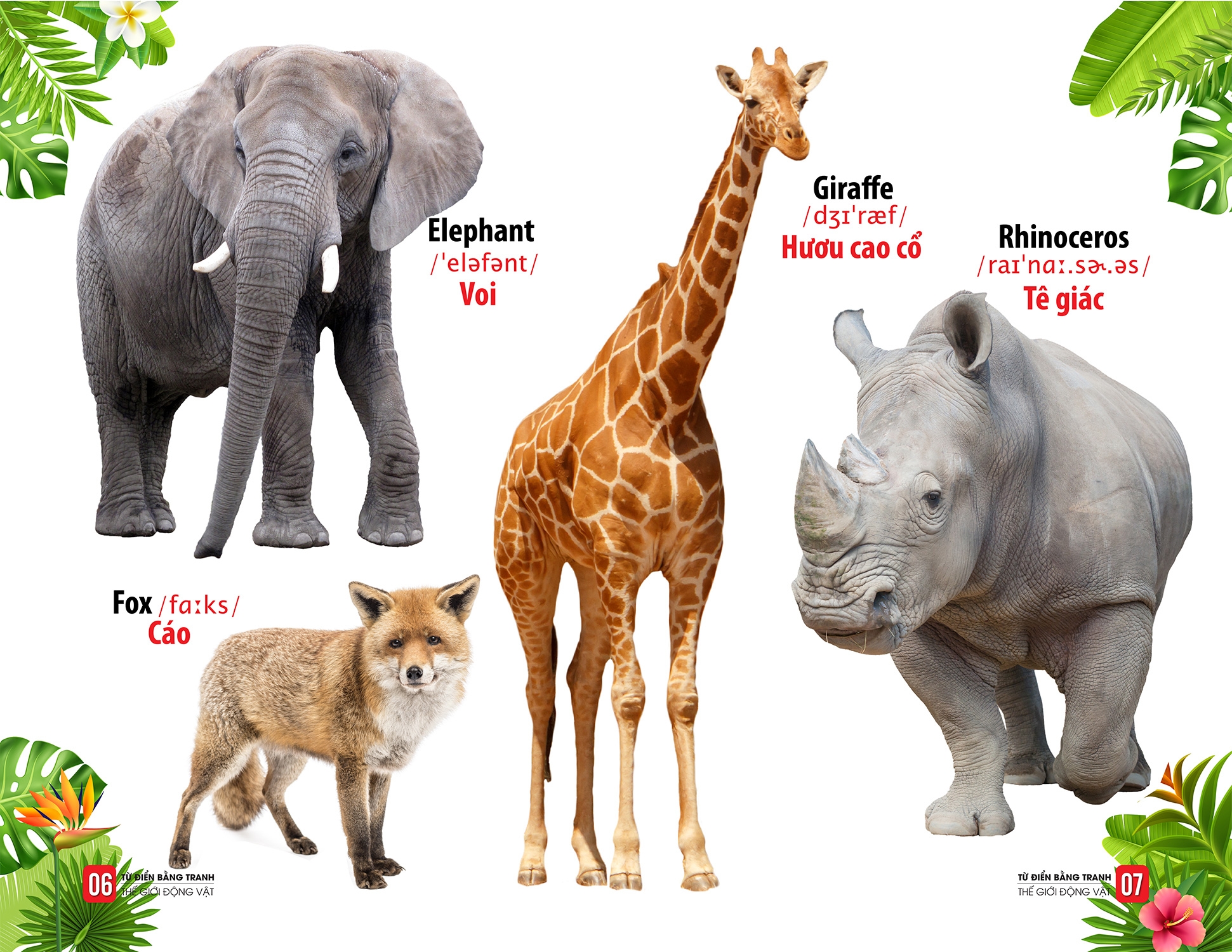 từ điển bằng tranh - thế giới động vật - Ảnh 4