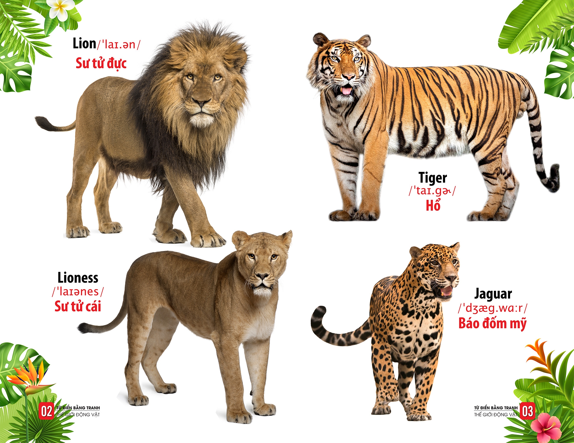 từ điển bằng tranh - thế giới động vật - Ảnh 5