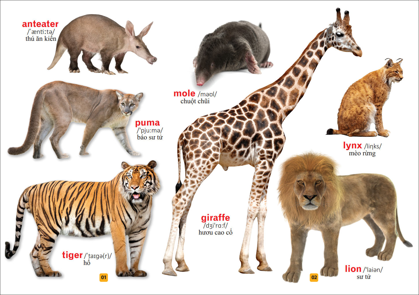 từ điển bằng tranh - thế giới động vật (tái bản) - Ảnh 3