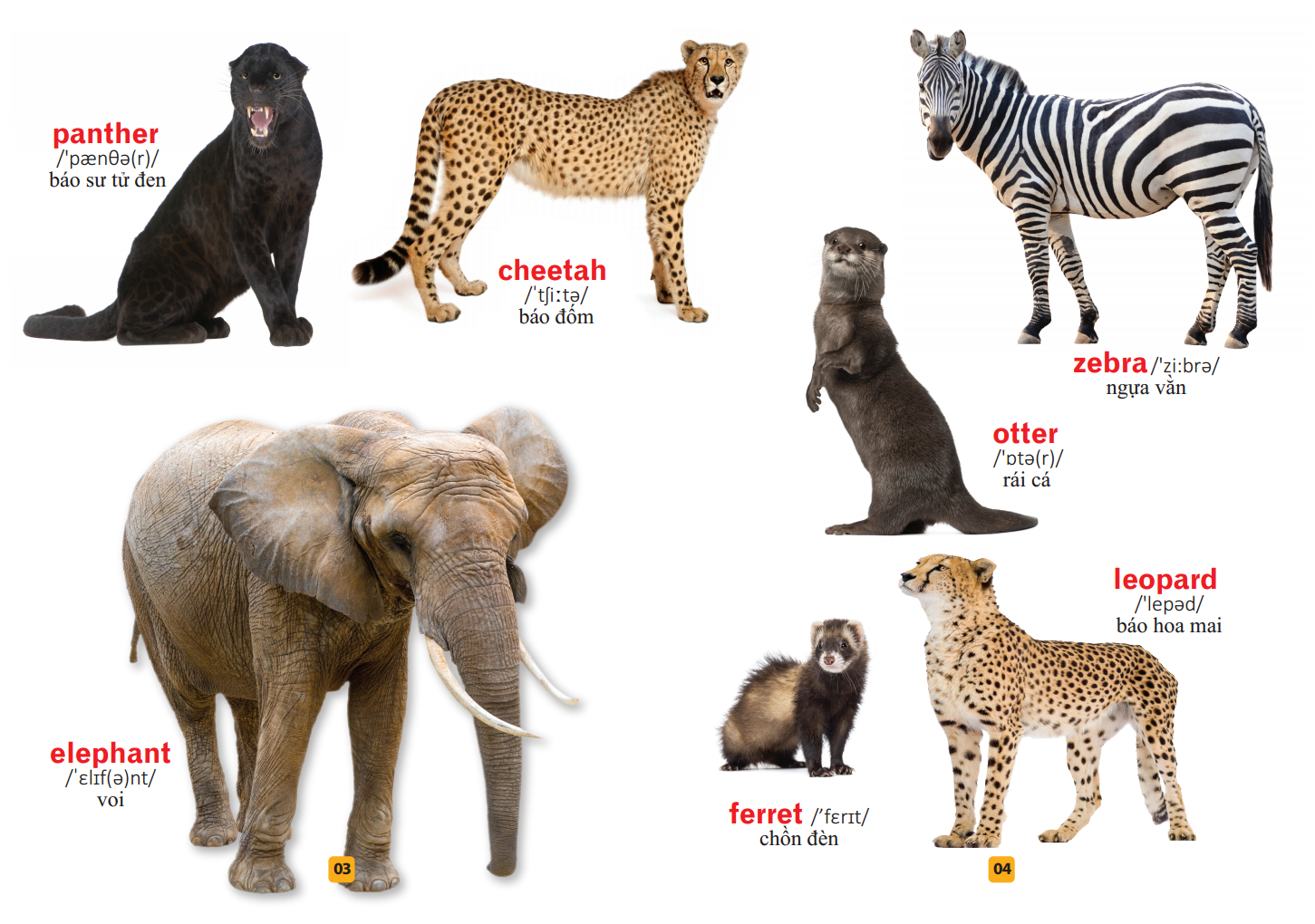 từ điển bằng tranh - thế giới động vật (tái bản) - Ảnh 4