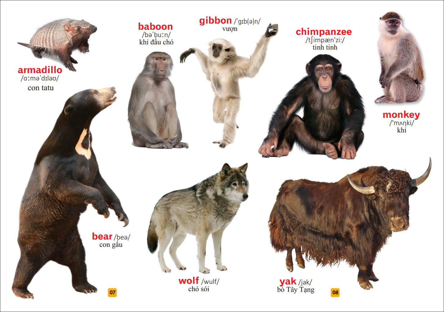 từ điển bằng tranh - thế giới động vật (tái bản) - Ảnh 6