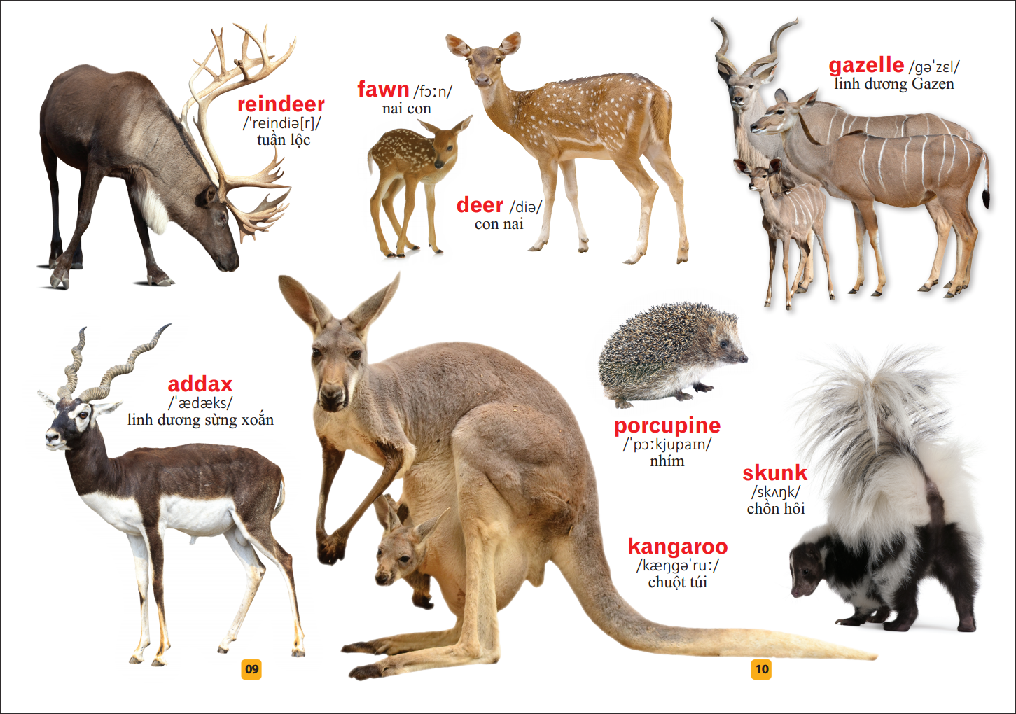 từ điển bằng tranh - thế giới động vật (tái bản) - Ảnh 7