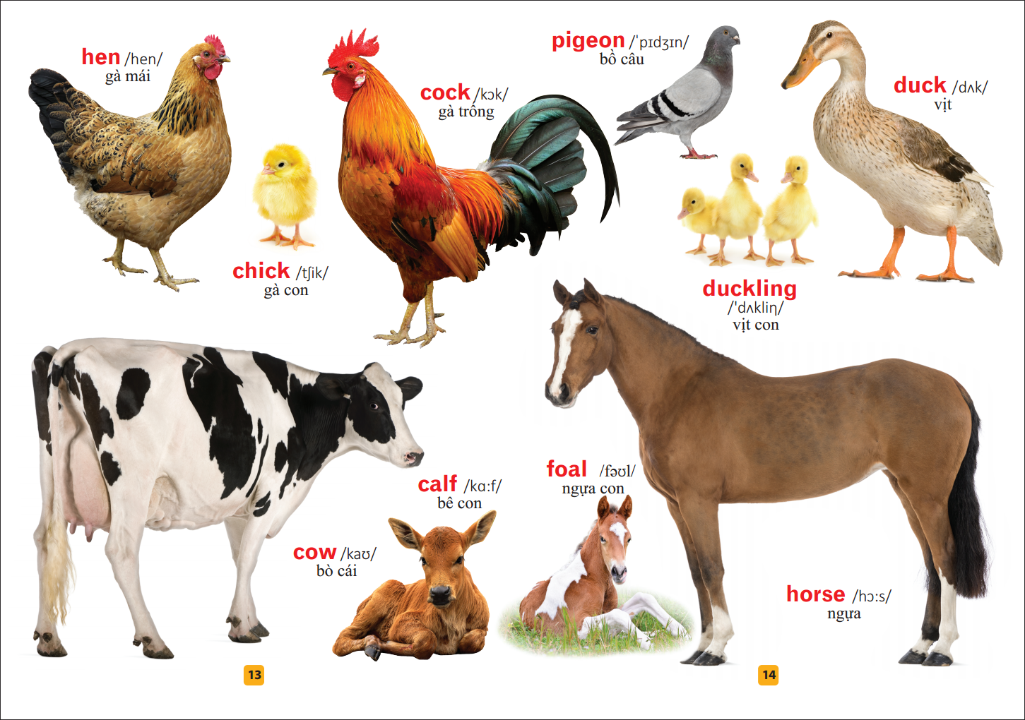 từ điển bằng tranh - thế giới động vật (tái bản) - Ảnh 9