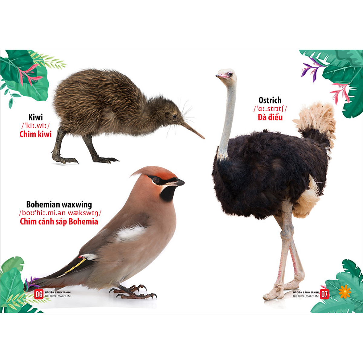 từ điển bằng tranh - thế giới loài chim - Ảnh 6