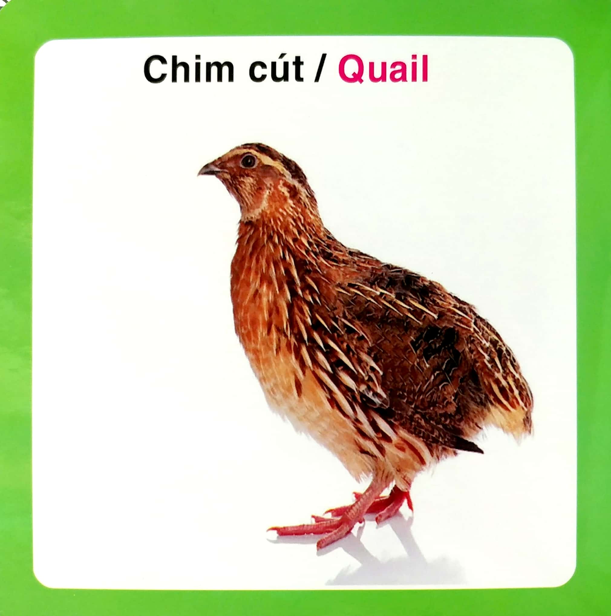 từ điển hình ảnh cho bé - các loài chim - Ảnh 3