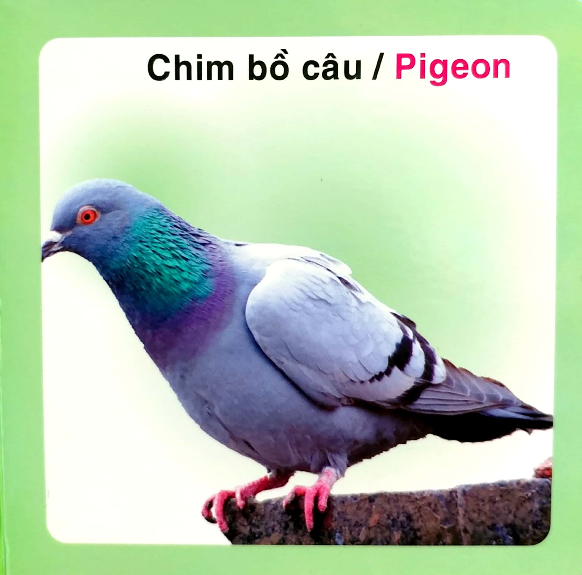 từ điển hình ảnh cho bé - các loài chim - Ảnh 4