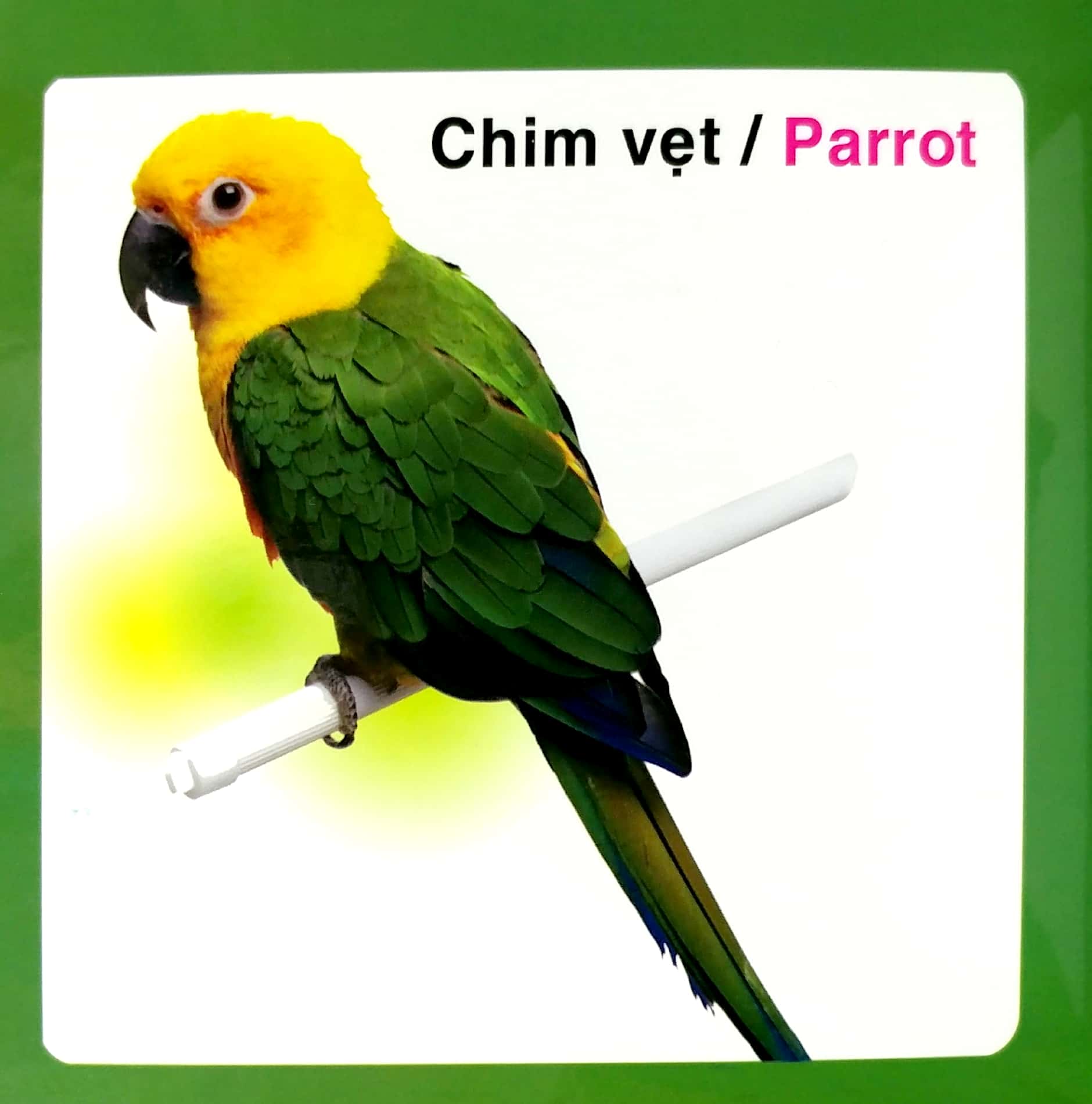 từ điển hình ảnh cho bé - các loài chim - Ảnh 5