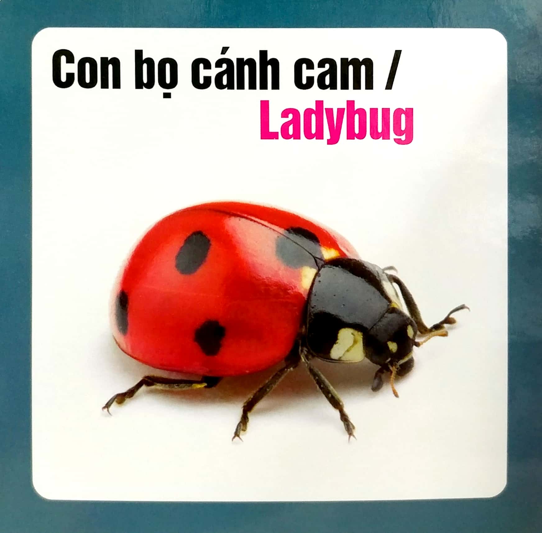 từ điển hình ảnh cho bé - côn trùng - Ảnh 3