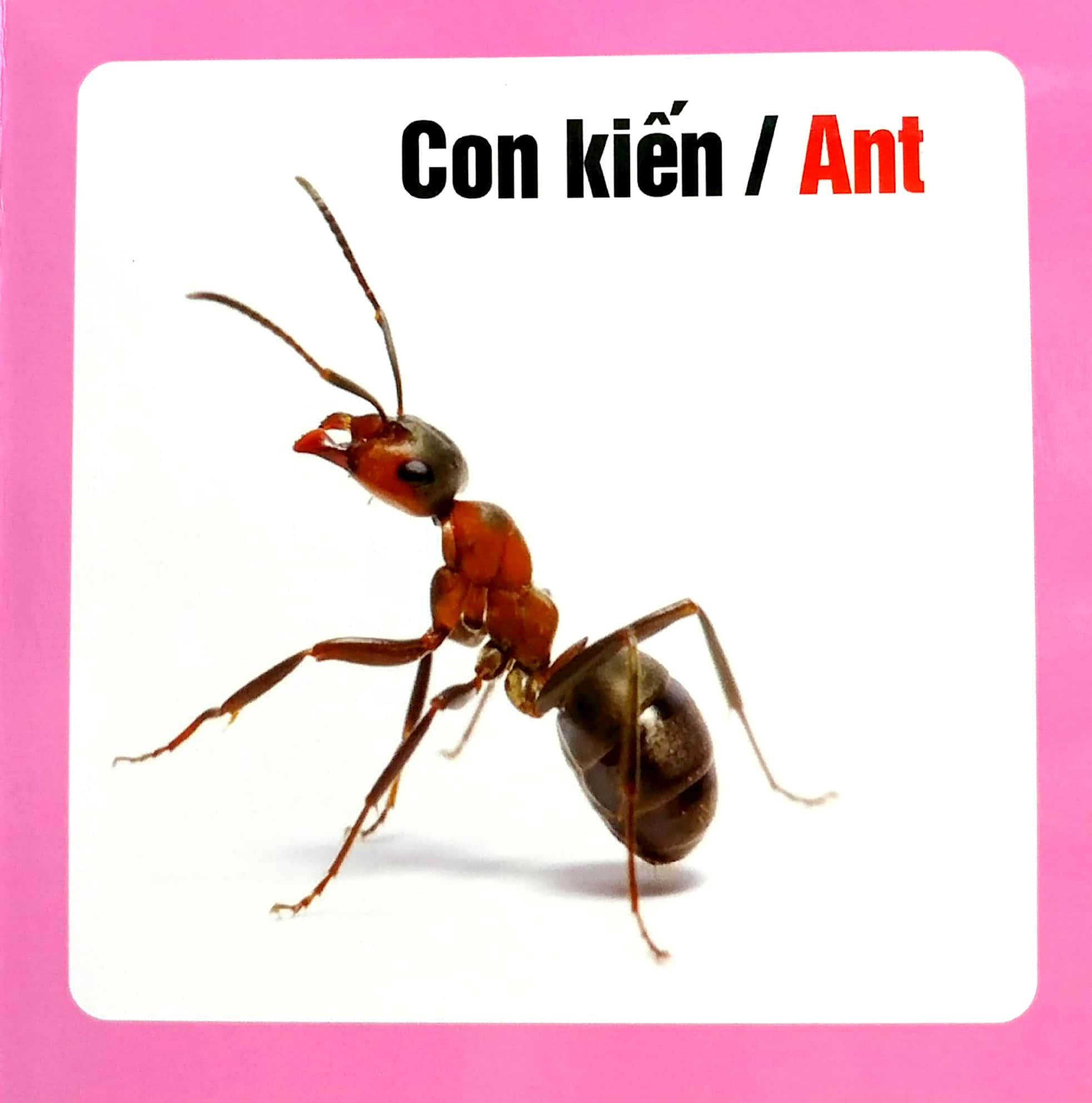 từ điển hình ảnh cho bé - côn trùng - Ảnh 4