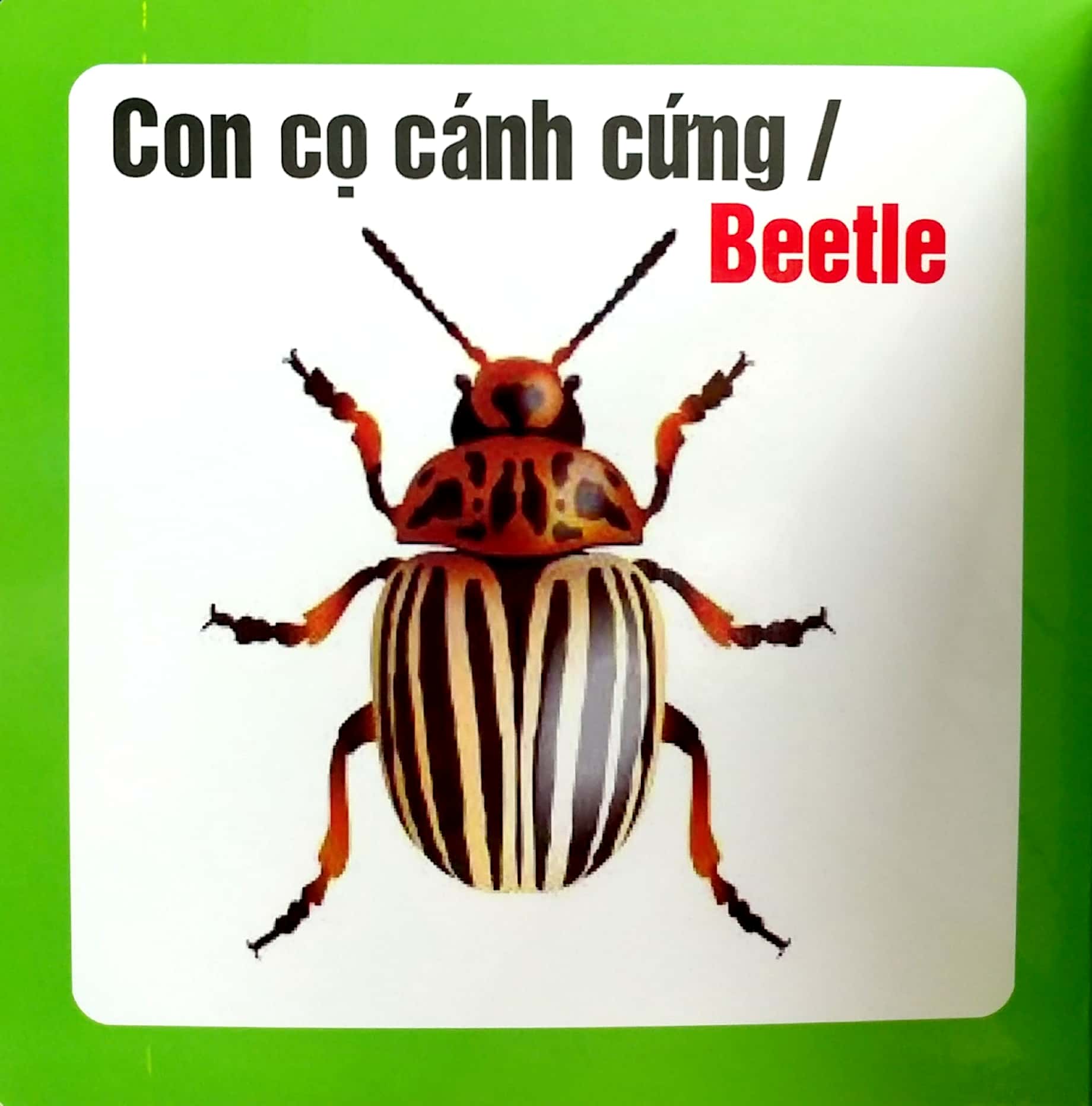 từ điển hình ảnh cho bé - côn trùng - Ảnh 5