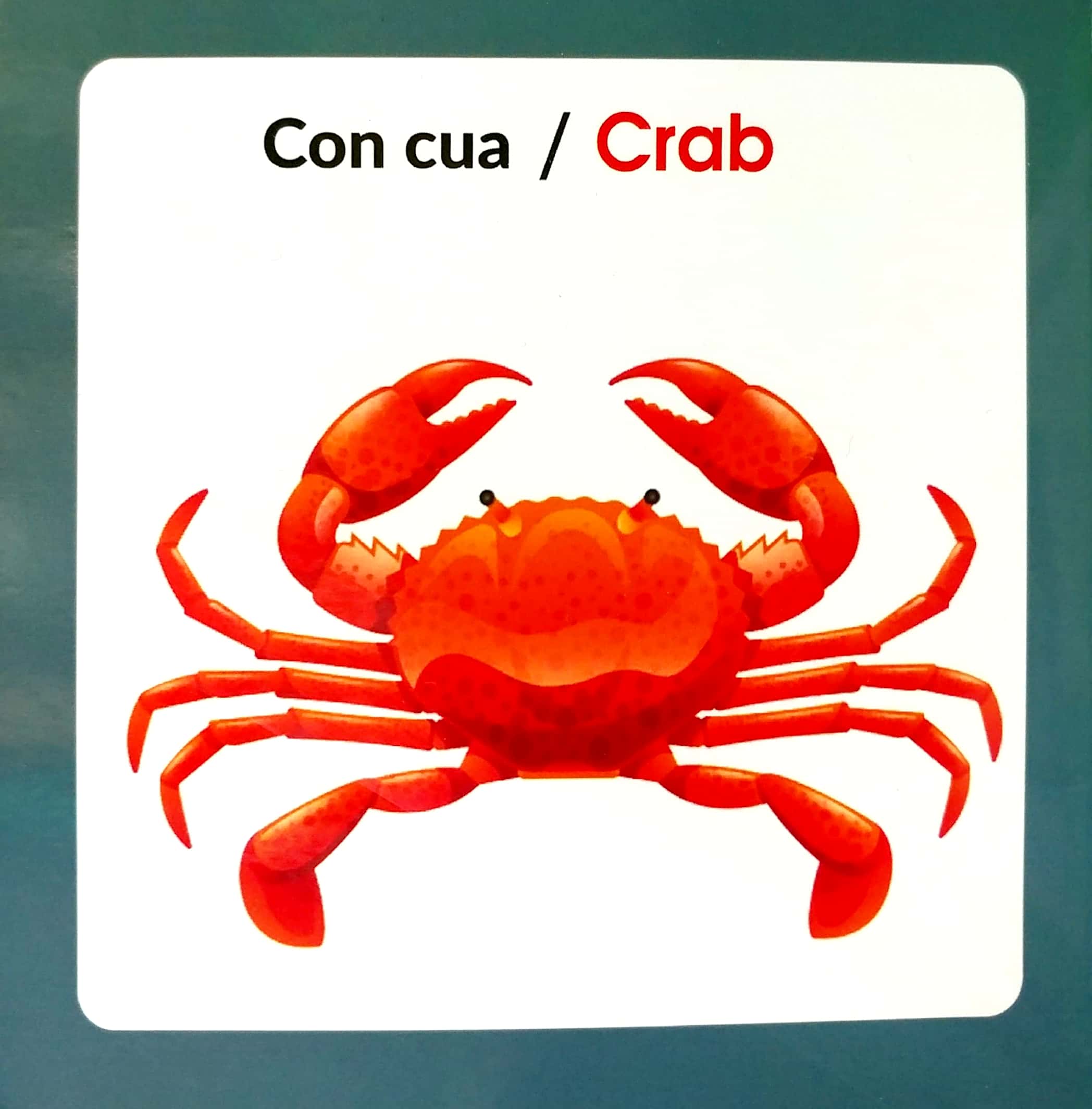 từ điển hình ảnh cho bé - động vật biển - Ảnh 3