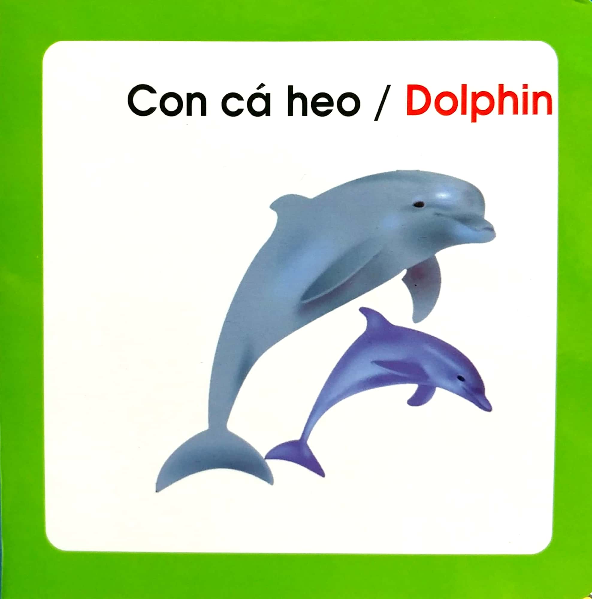 từ điển hình ảnh cho bé - động vật biển - Ảnh 4