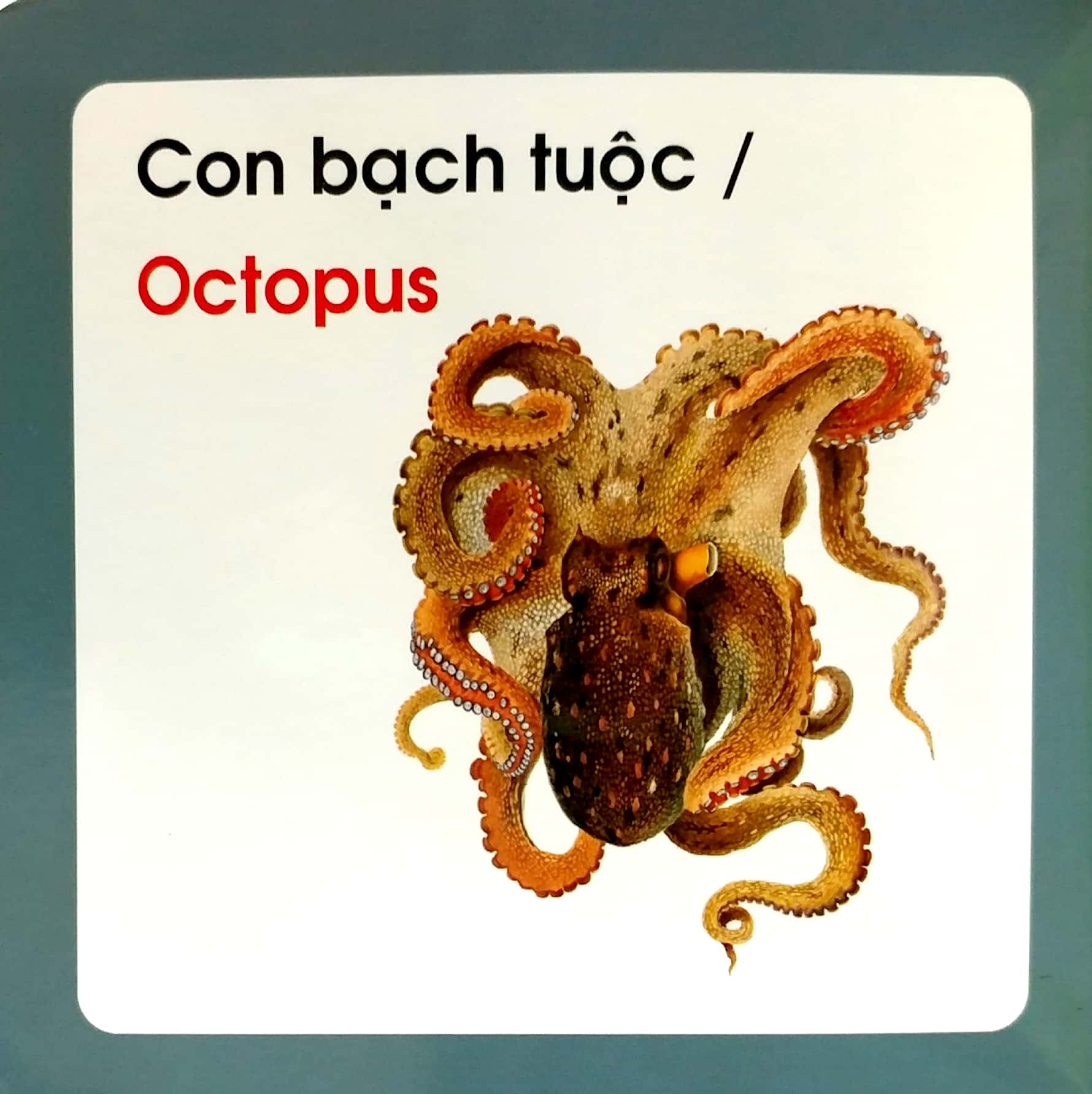 từ điển hình ảnh cho bé - động vật biển - Ảnh 5