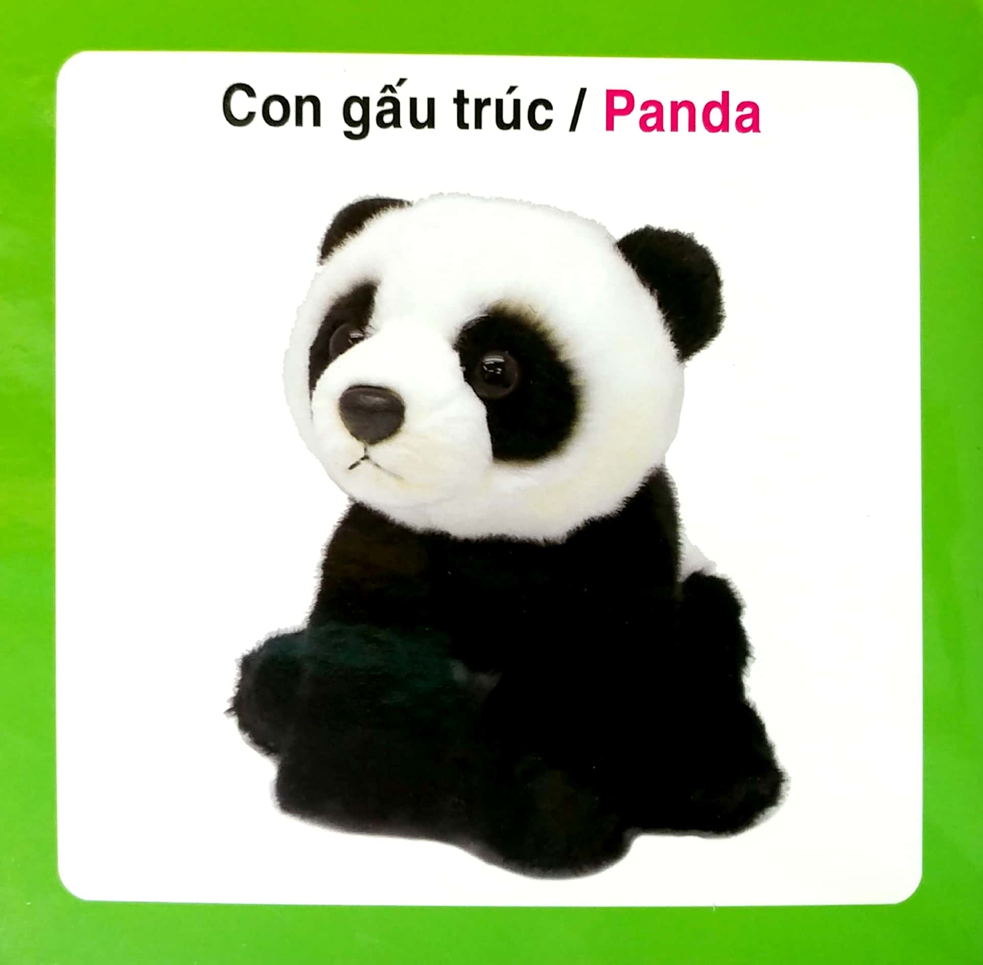 từ điển hình ảnh cho bé - động vật hoang dã - Ảnh 5