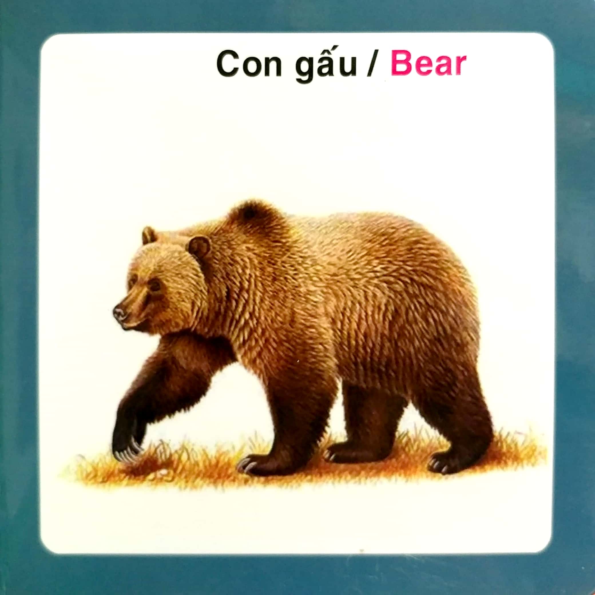 từ điển hình ảnh cho bé - động vật hoang dã - Ảnh 6