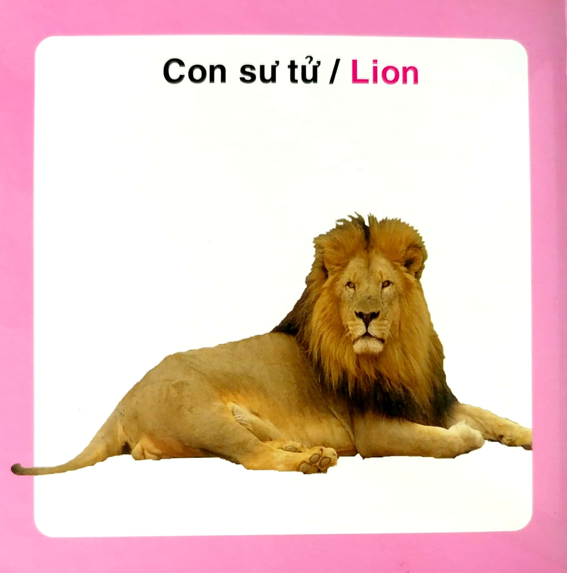 từ điển hình ảnh cho bé - động vật hoang dã - Ảnh 7