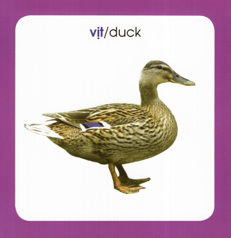 từ điển hình ảnh cho bé - động vật (tái bản 2019) - Ảnh 11