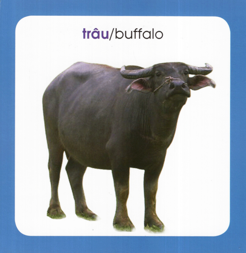 từ điển hình ảnh cho bé - động vật (tái bản 2019) - Ảnh 5