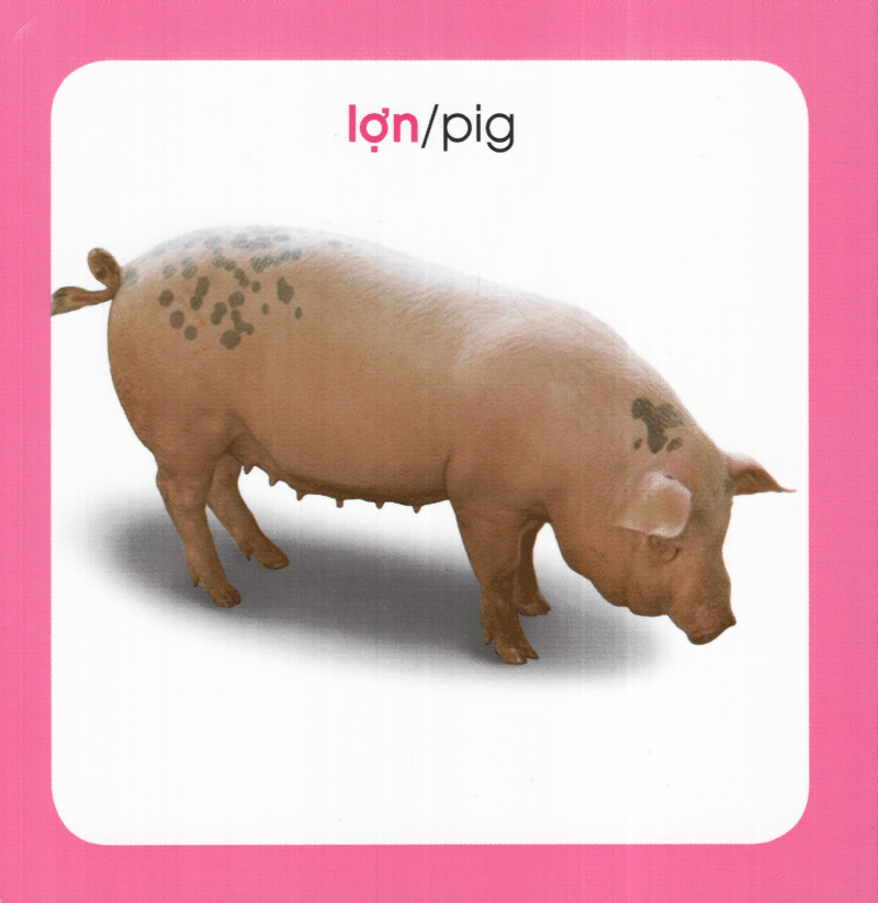 từ điển hình ảnh cho bé - động vật (tái bản 2019) - Ảnh 7