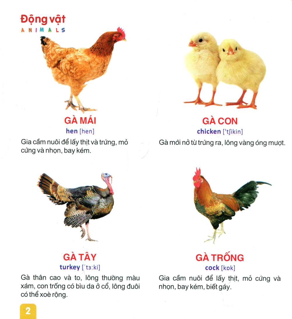 từ điển tranh dành cho thiếu nhi - động vật, cá - Ảnh 3