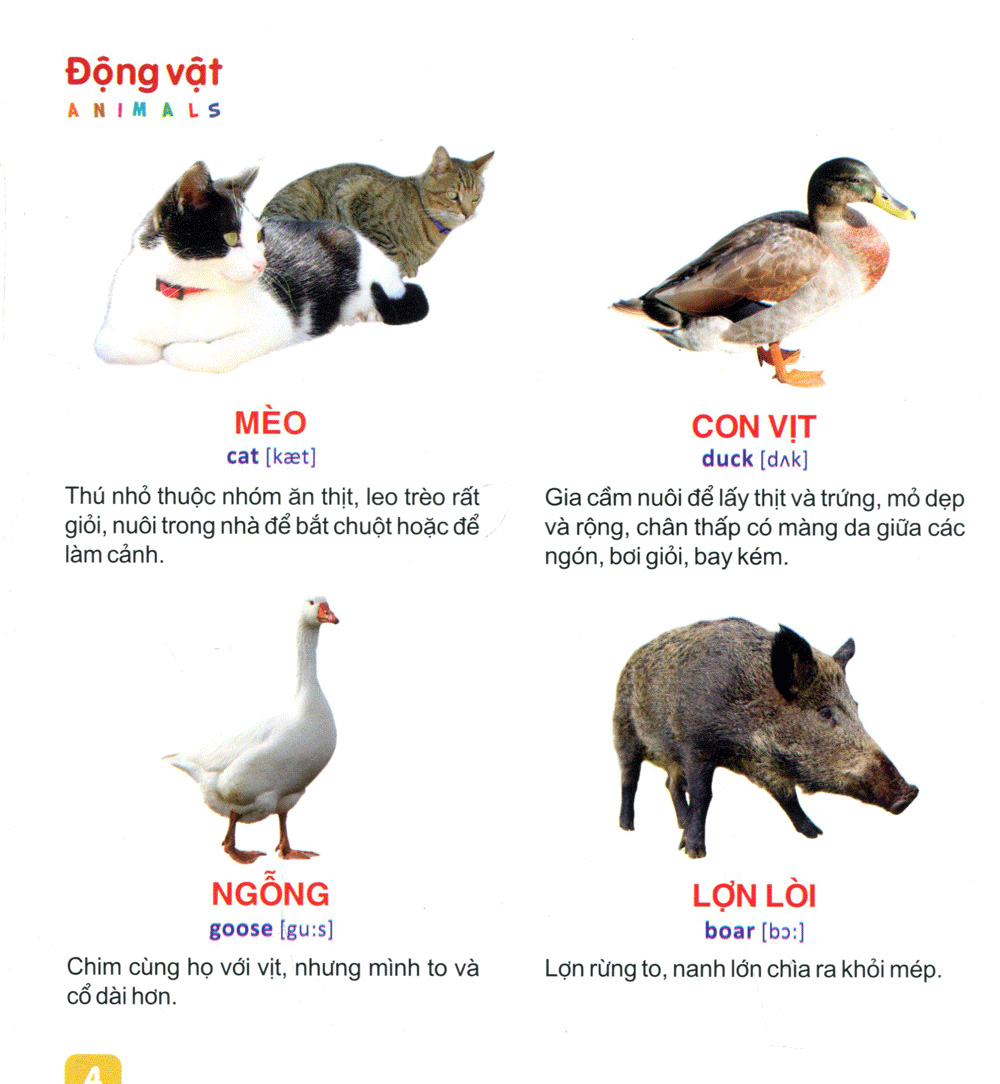 từ điển tranh dành cho thiếu nhi - động vật, cá - Ảnh 5