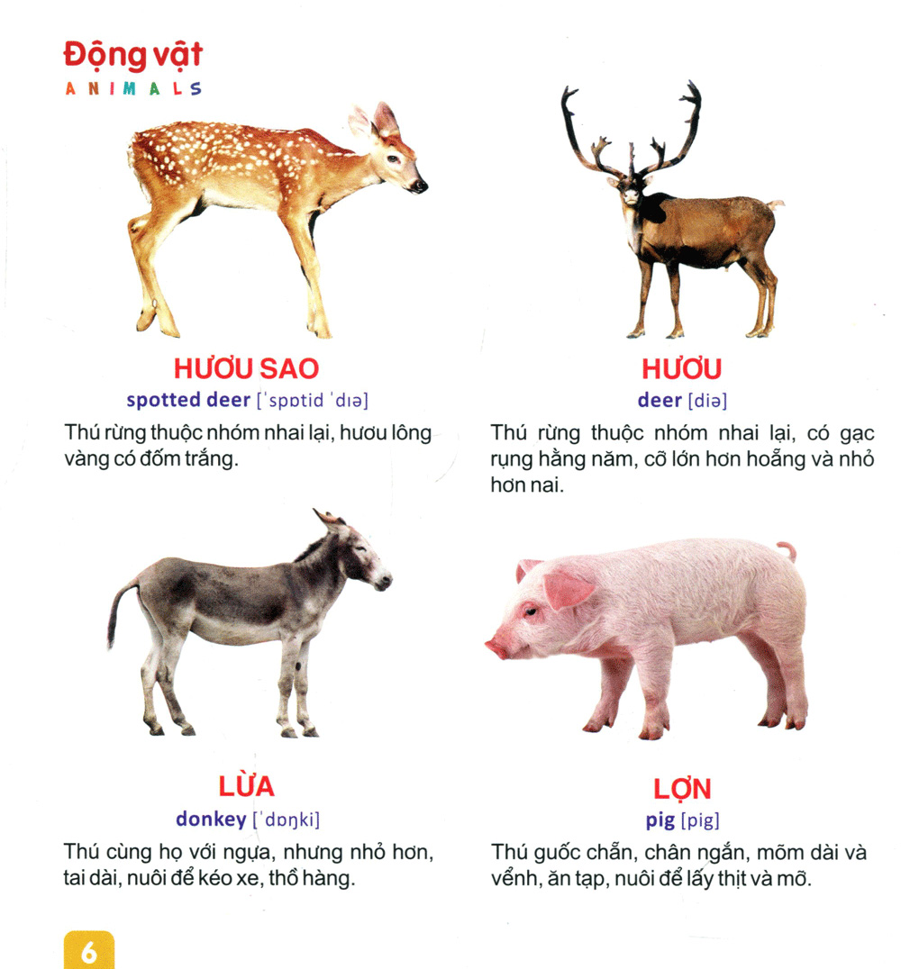 từ điển tranh dành cho thiếu nhi - động vật, cá - Ảnh 7