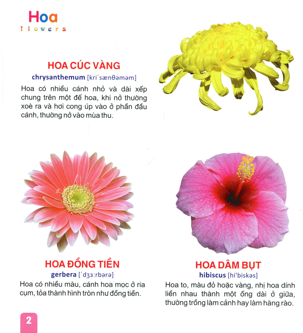 từ điển tranh dành cho thiếu nhi - hoa, trái cây - Ảnh 3