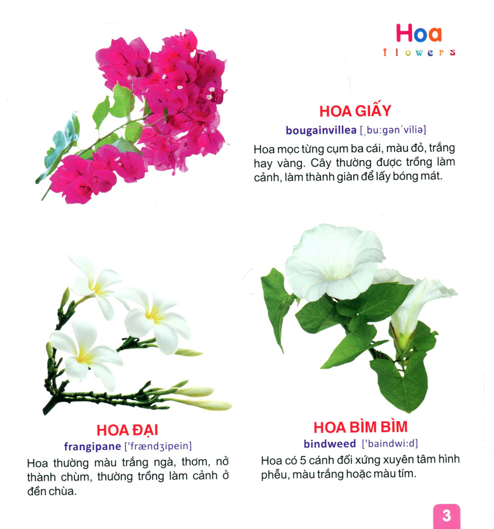 từ điển tranh dành cho thiếu nhi - hoa, trái cây - Ảnh 4