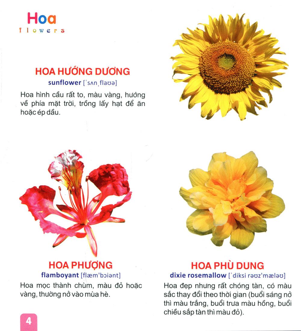 từ điển tranh dành cho thiếu nhi - hoa, trái cây - Ảnh 5
