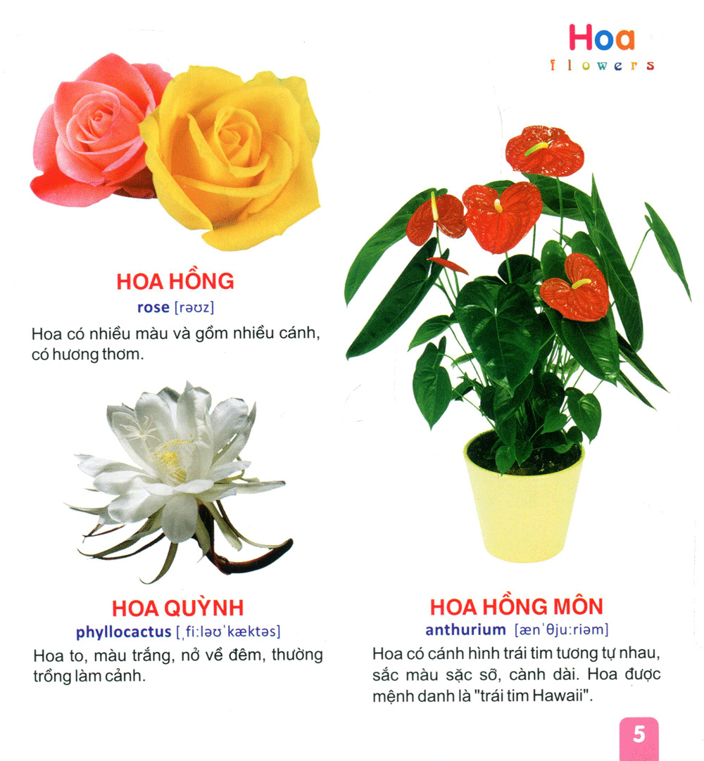 từ điển tranh dành cho thiếu nhi - hoa, trái cây - Ảnh 6