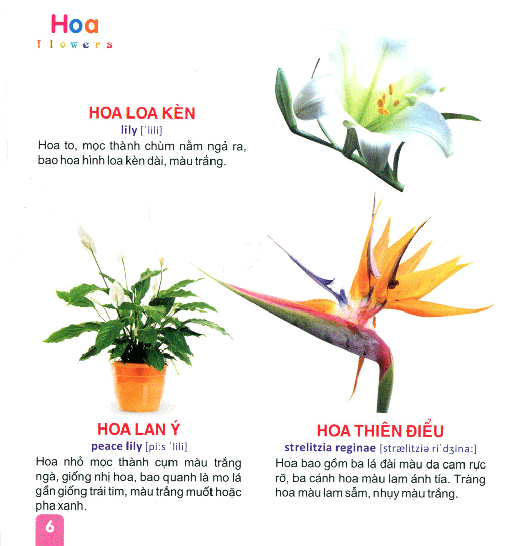 từ điển tranh dành cho thiếu nhi - hoa, trái cây - Ảnh 7