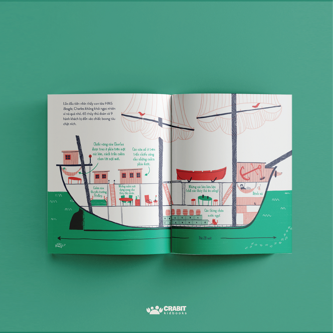 từ nhỏ bé đến phi thường - charles darwin - bìa cứng - Ảnh 3