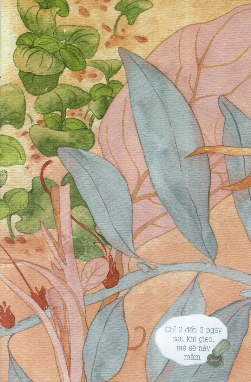 từ những hạt mầm - kiến đen tìm mè (tái bản 2019) - Ảnh 12