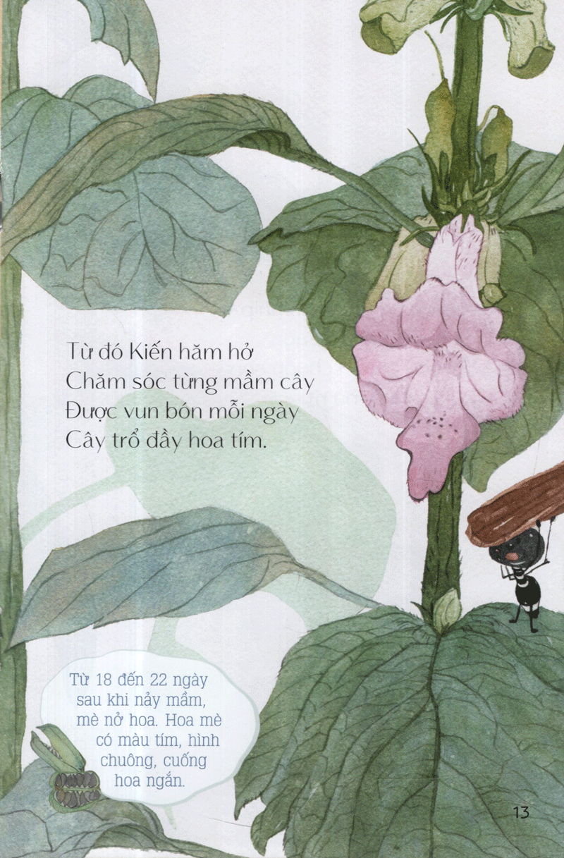 từ những hạt mầm - kiến đen tìm mè (tái bản 2019) - Ảnh 14