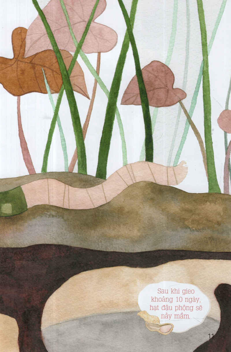 từ những hạt mầm - vườn đậu của giun (tái bản 2019) - Ảnh 13