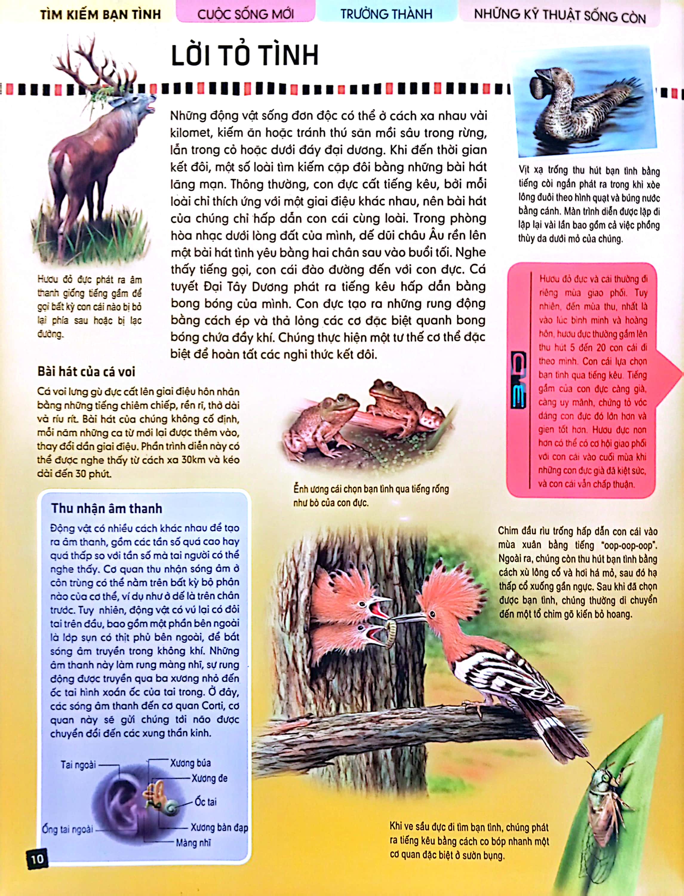 tủ sách thế giới động vật - kết đôi và sinh sản (hình minh họa 3d) - Ảnh 5