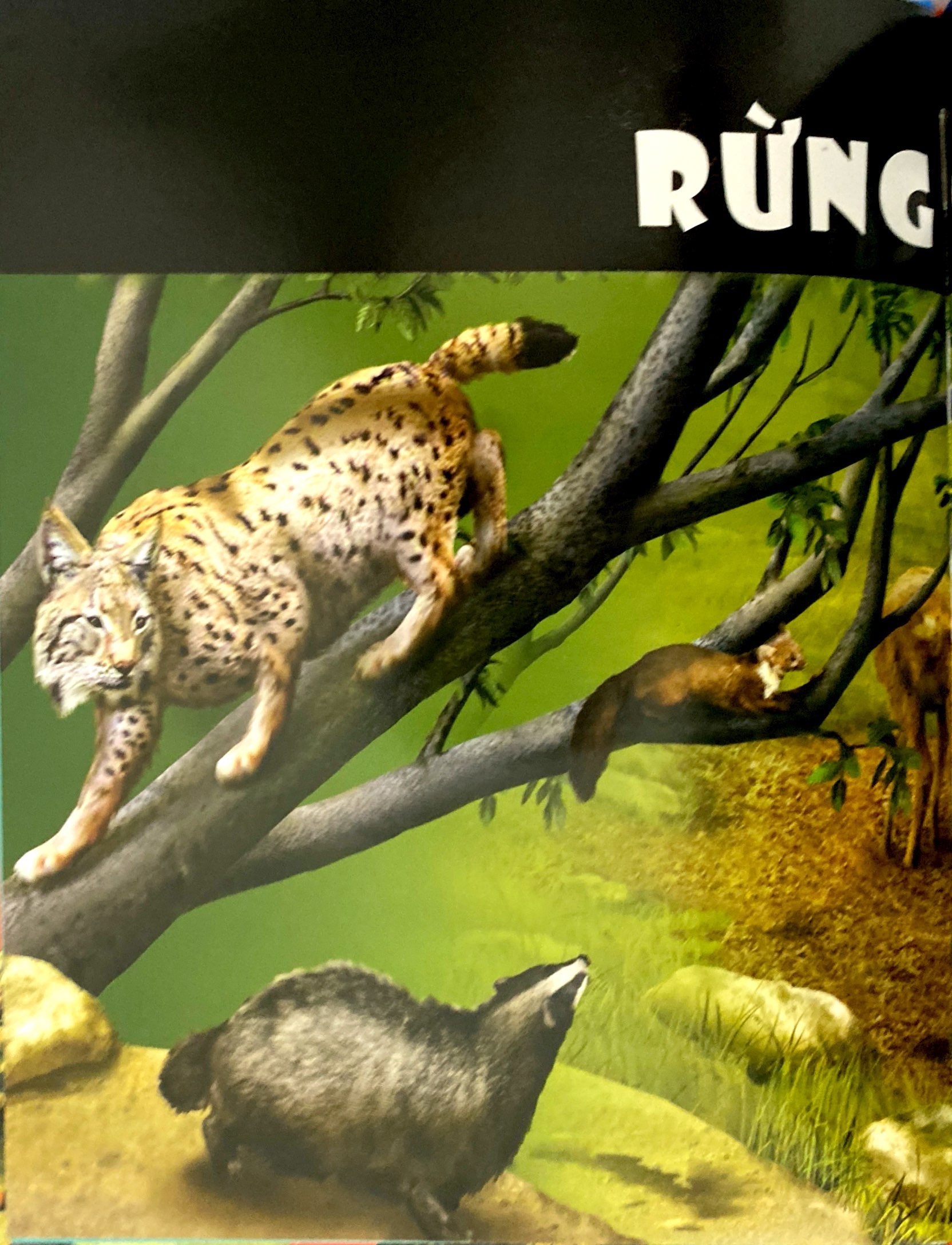 tủ sách thế giới động vật - nơi ở và thói quen (hình minh họa 3d) - Ảnh 3