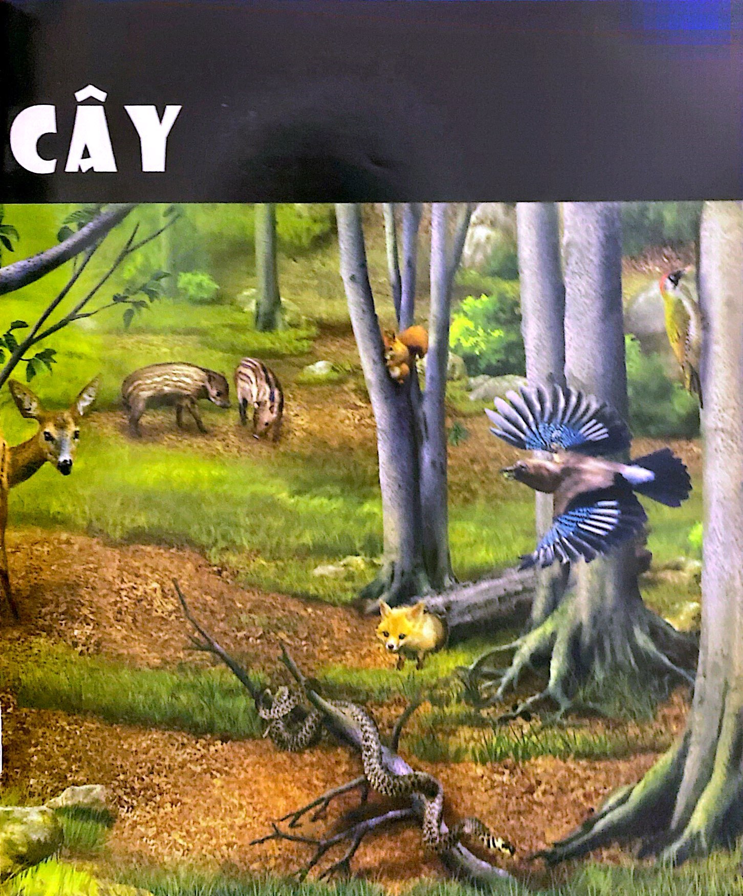 tủ sách thế giới động vật - nơi ở và thói quen (hình minh họa 3d) - Ảnh 4