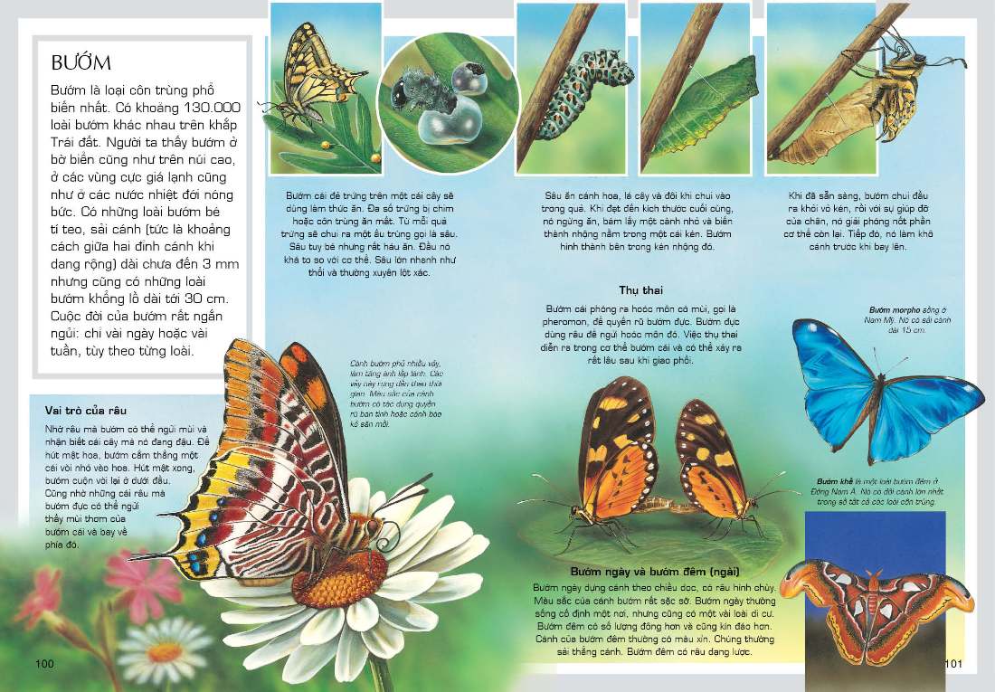 tủ sách tri thức bách khoa bằng hình - thế giới động vật (tái bản 2018) - Ảnh 3