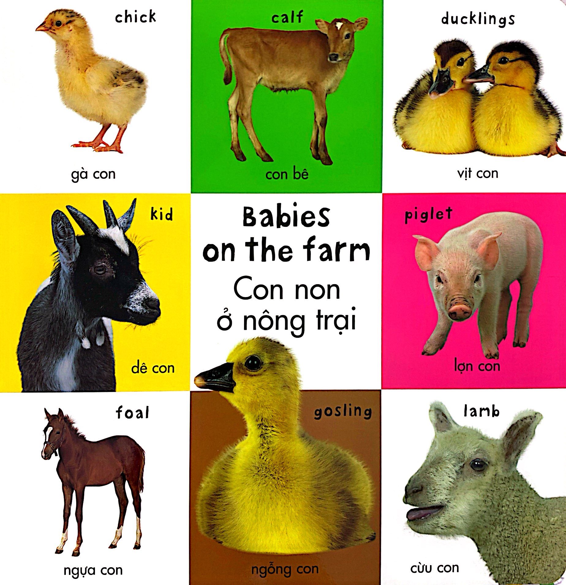 từ vựng đầu đời của bé - 100 loài động vật đầu tiên - Ảnh 3