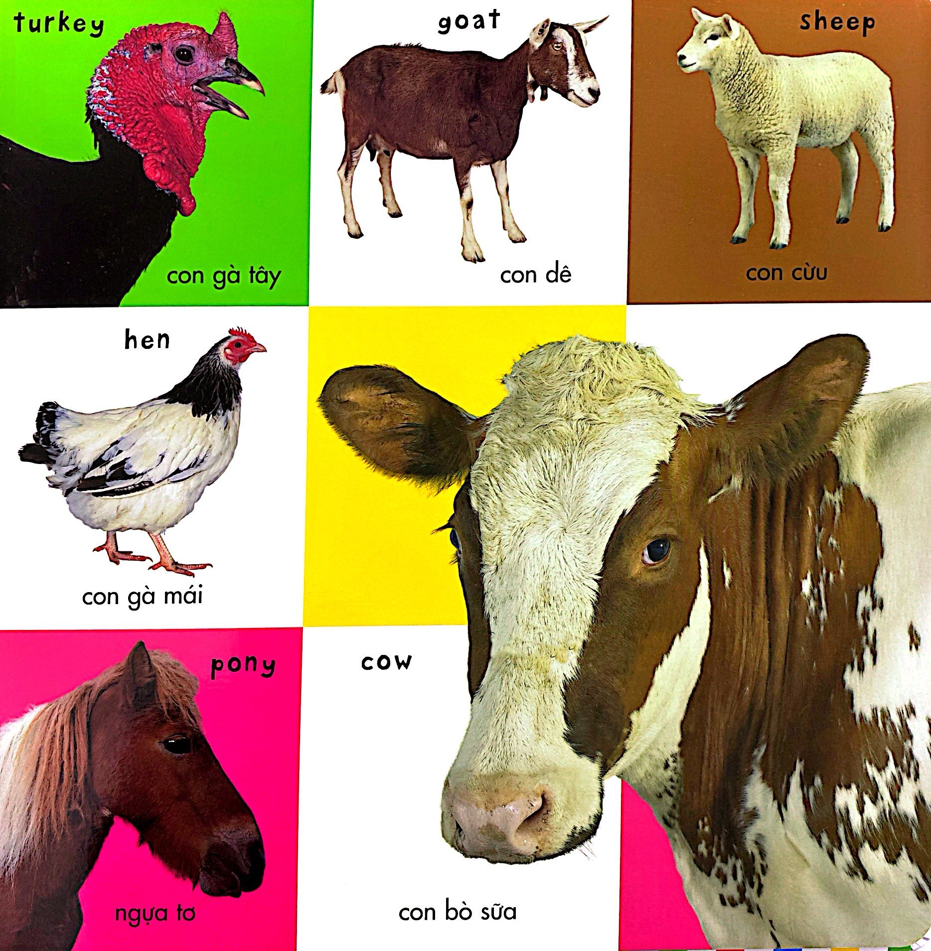 từ vựng đầu đời của bé - 100 loài động vật đầu tiên - Ảnh 4