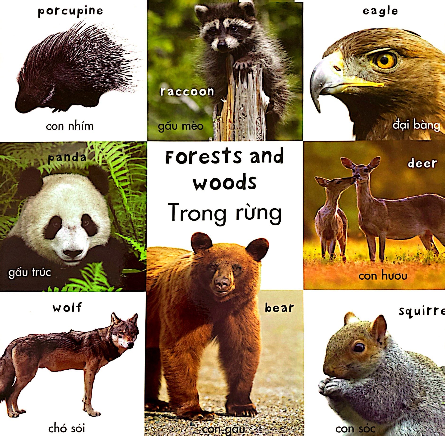 từ vựng đầu đời của bé - 100 loài động vật đầu tiên - Ảnh 5