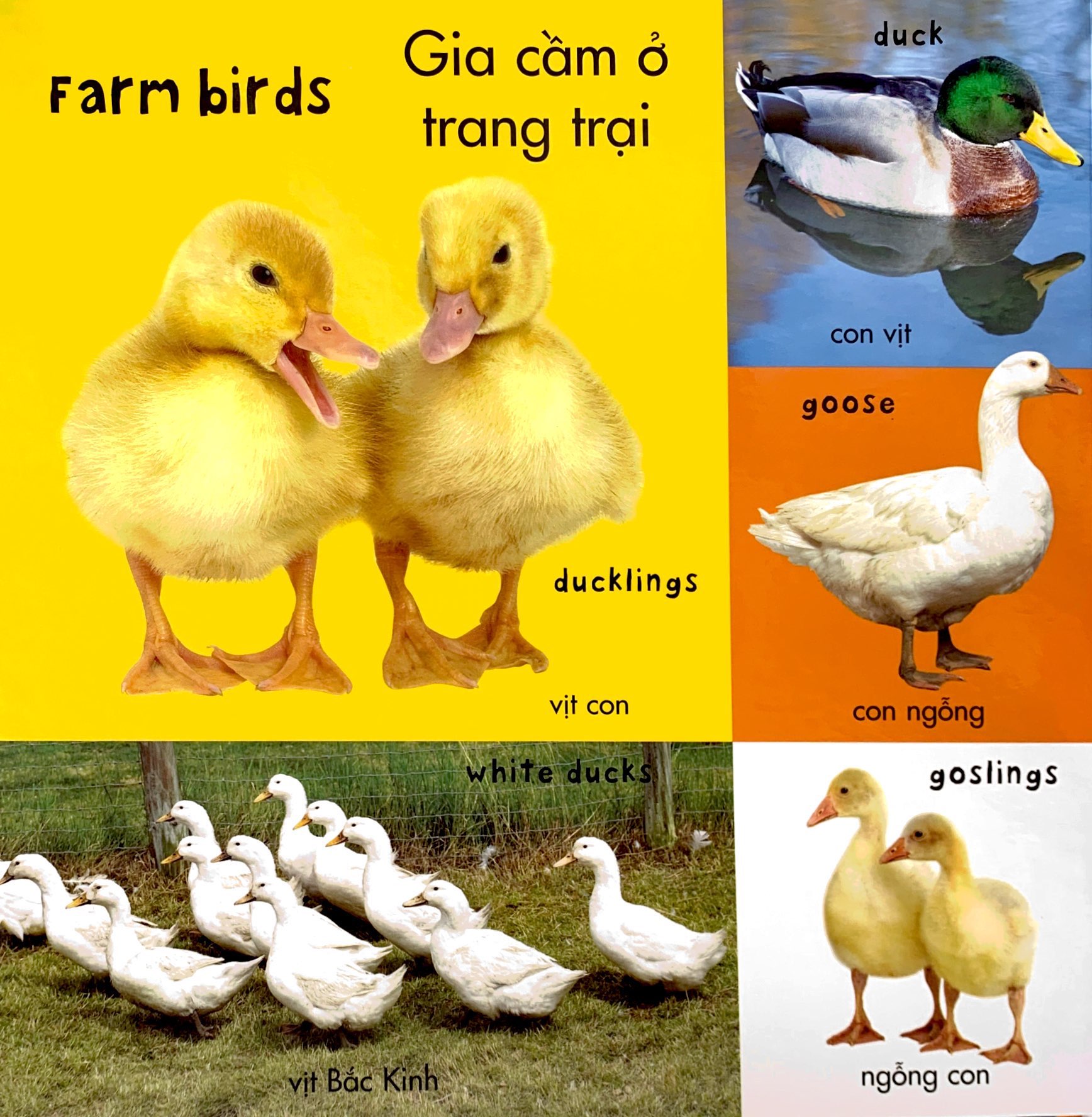 từ vựng đầu đời của bé - 100 từ vựng đầu tiên về trang trại - Ảnh 5